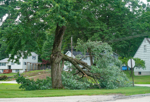 Best Tree Disease Treatment  in Good Hope, AL