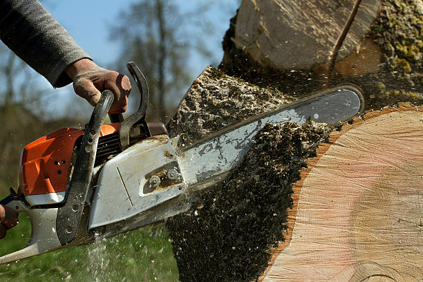 Best Fruit Tree Pruning  in Good Hope, AL